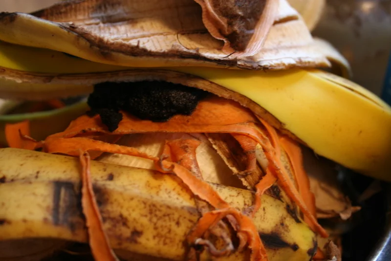 What's in my compost?