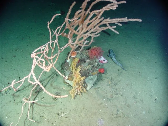 Marine Protected Areas