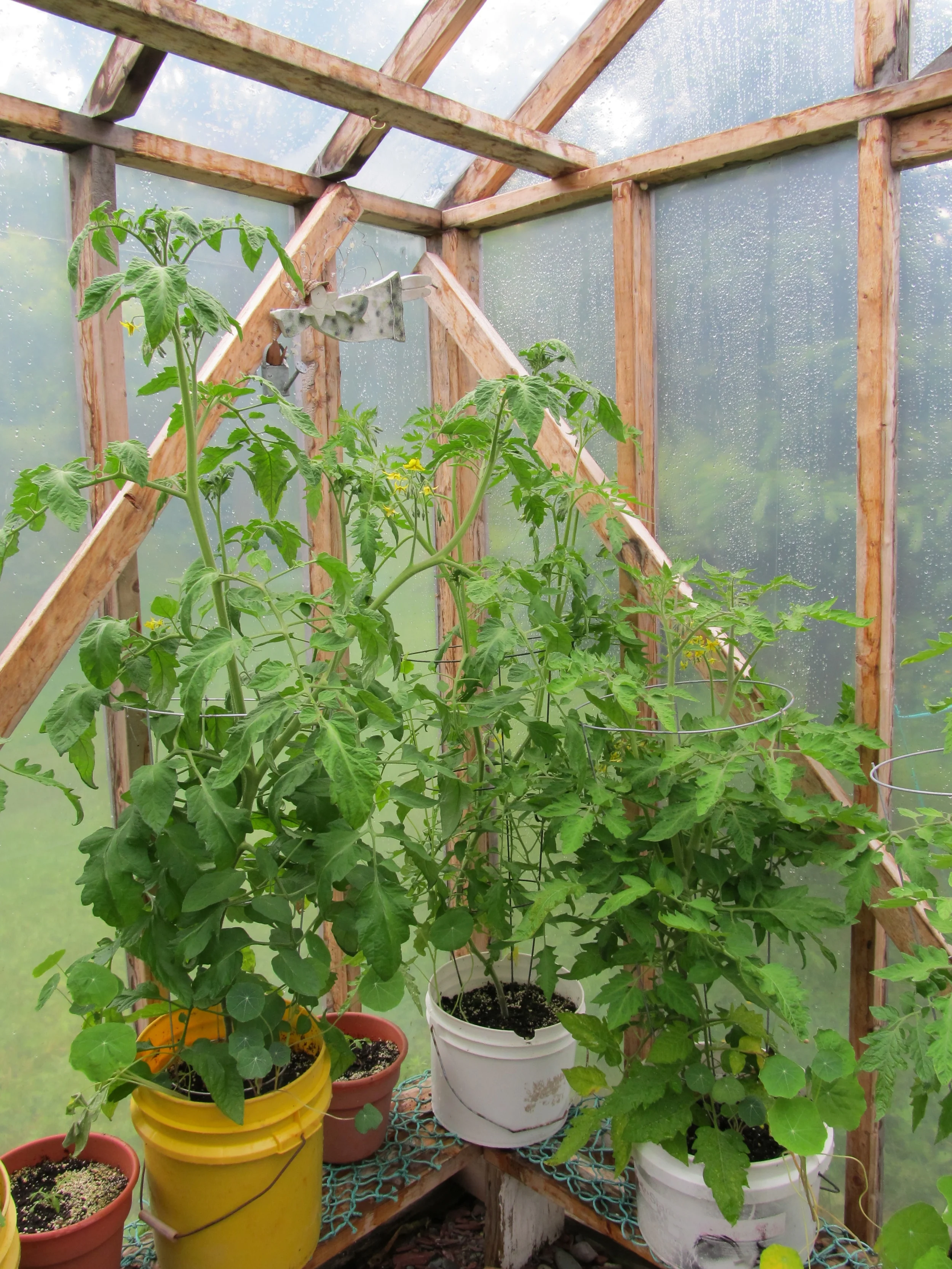 Watering container plants