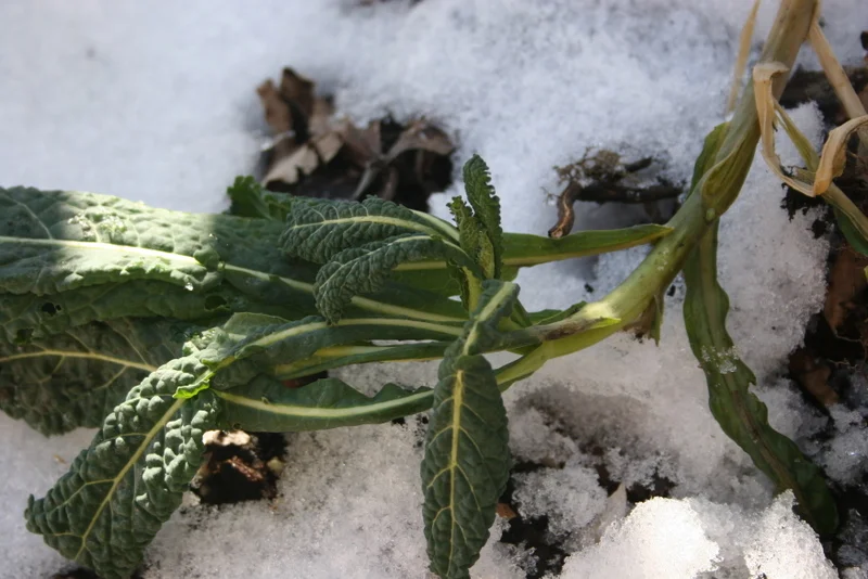 The garden that lived