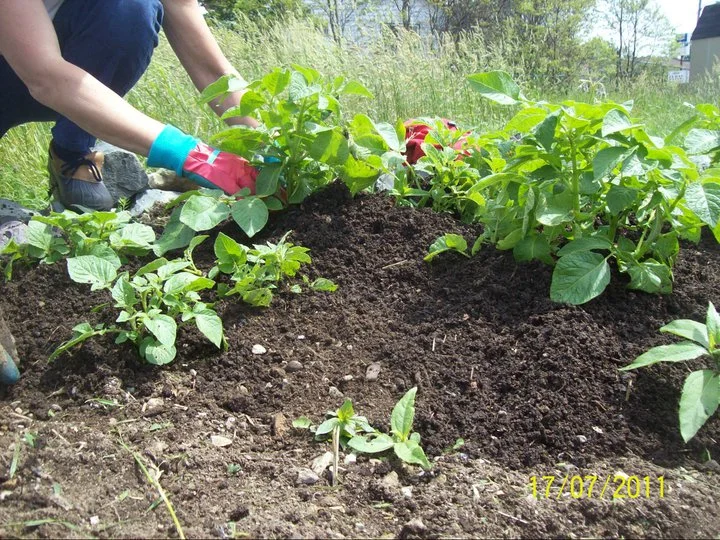Community Garden Alliance needs your skills