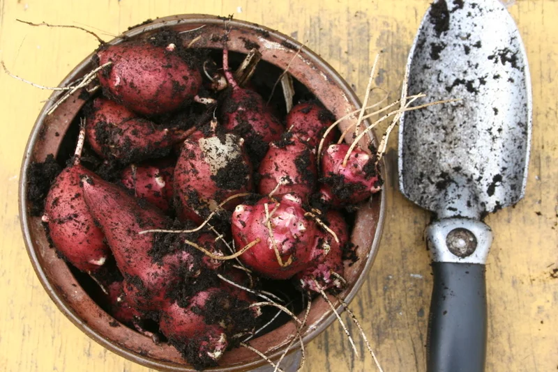 Tasty, tasty tubers!