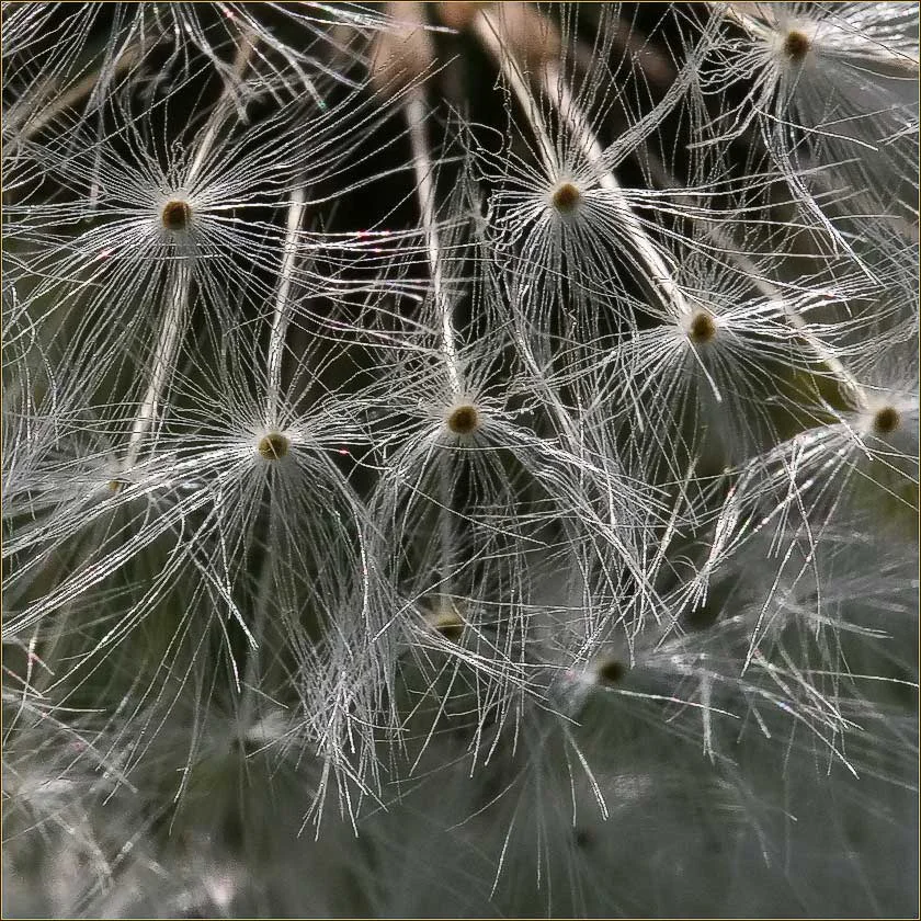 Calling all seed savers: Take the survey!