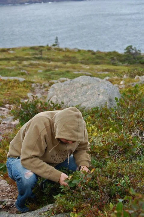 Edible wild plants guidebooks
