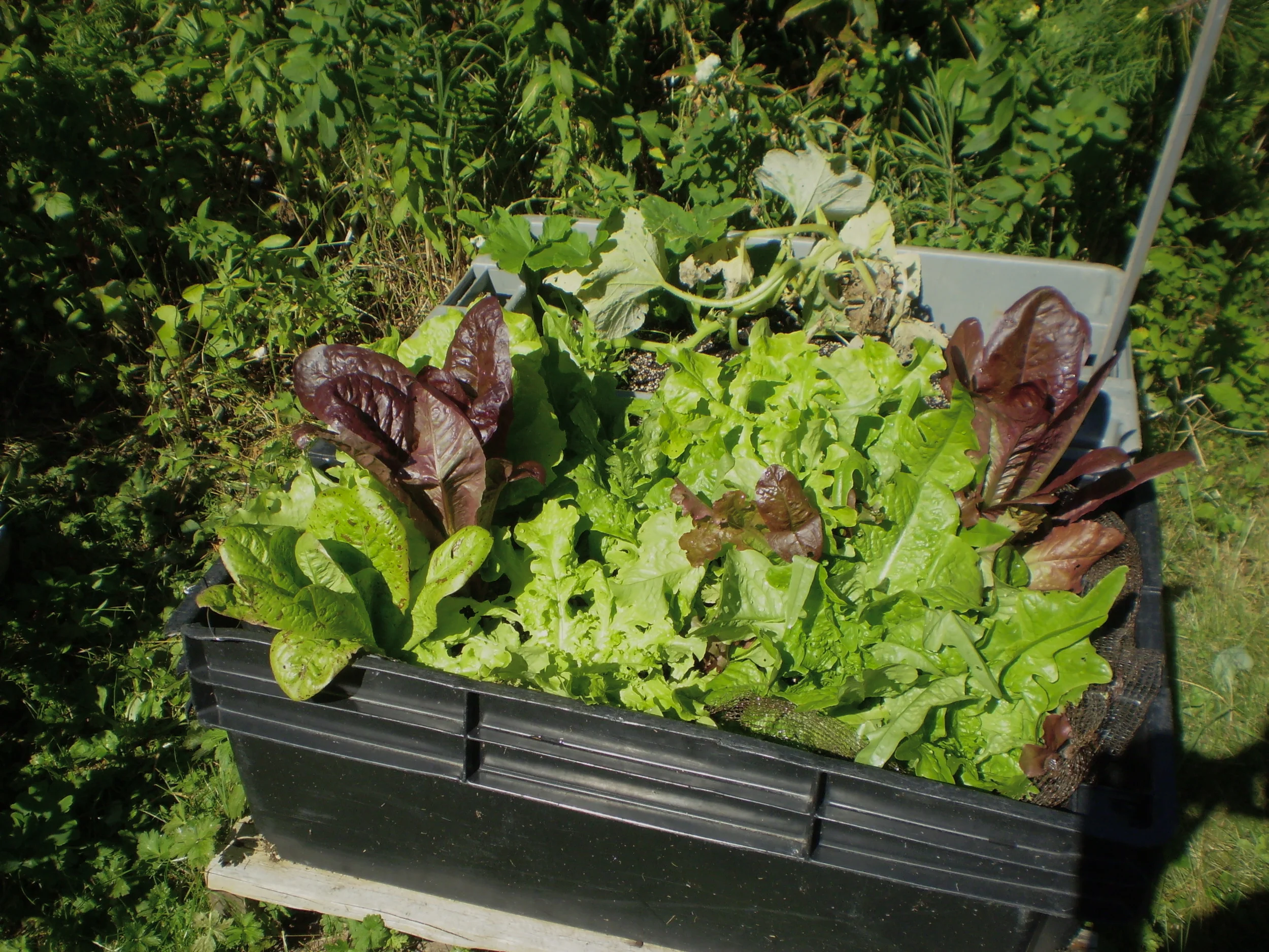 Growing Healthy- Job Opportunity