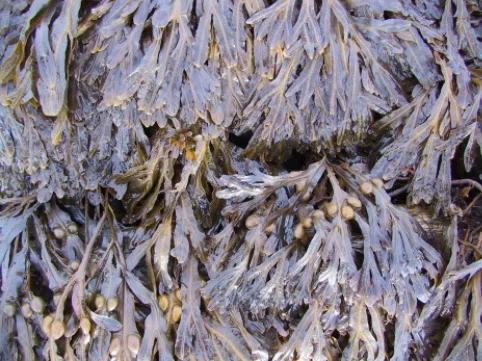 Seaweed