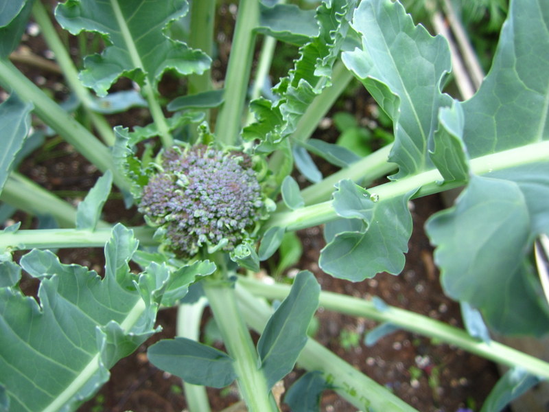 Heat waves and cold snaps