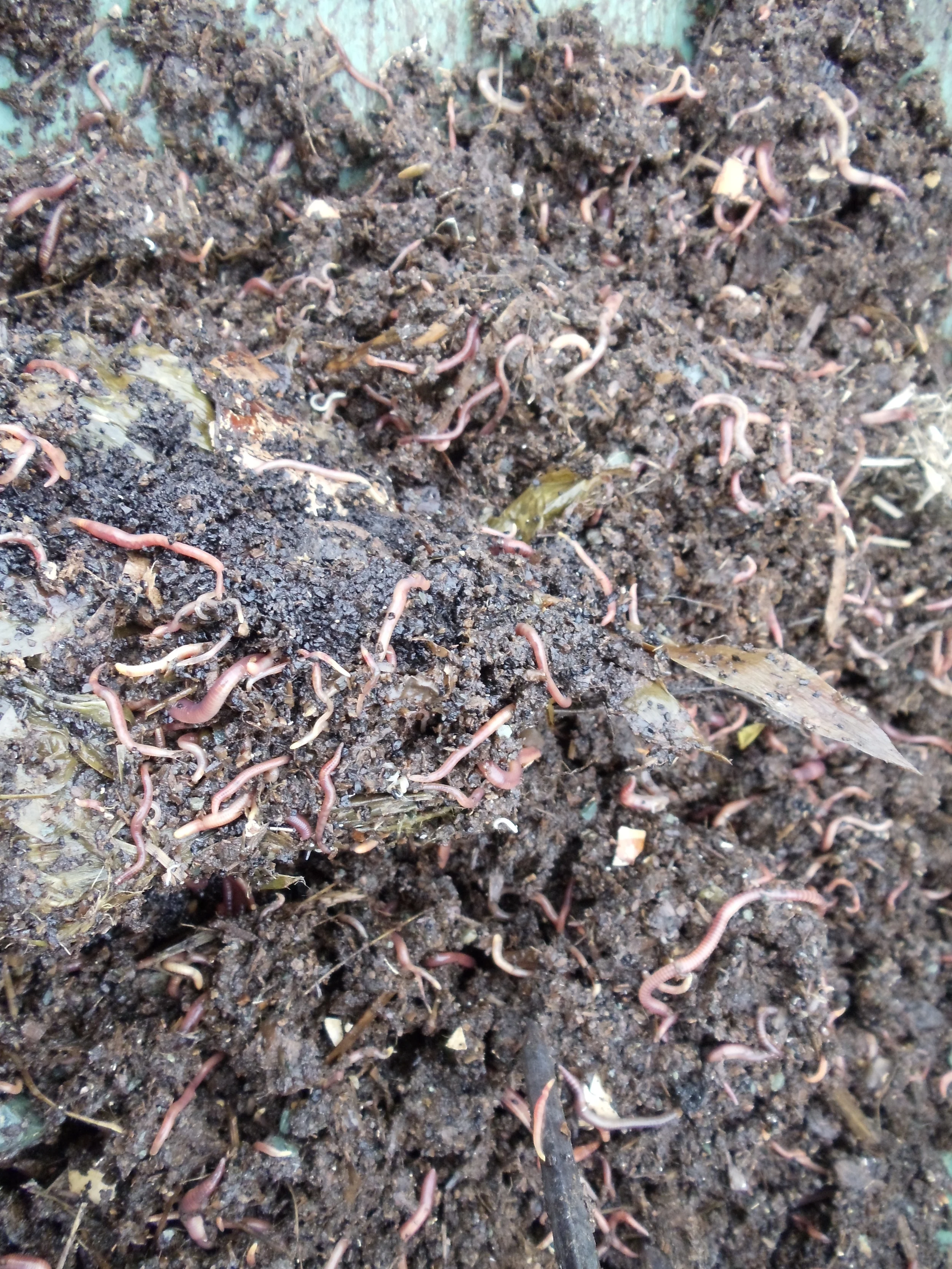 Vermicompost Trouble Shooting 