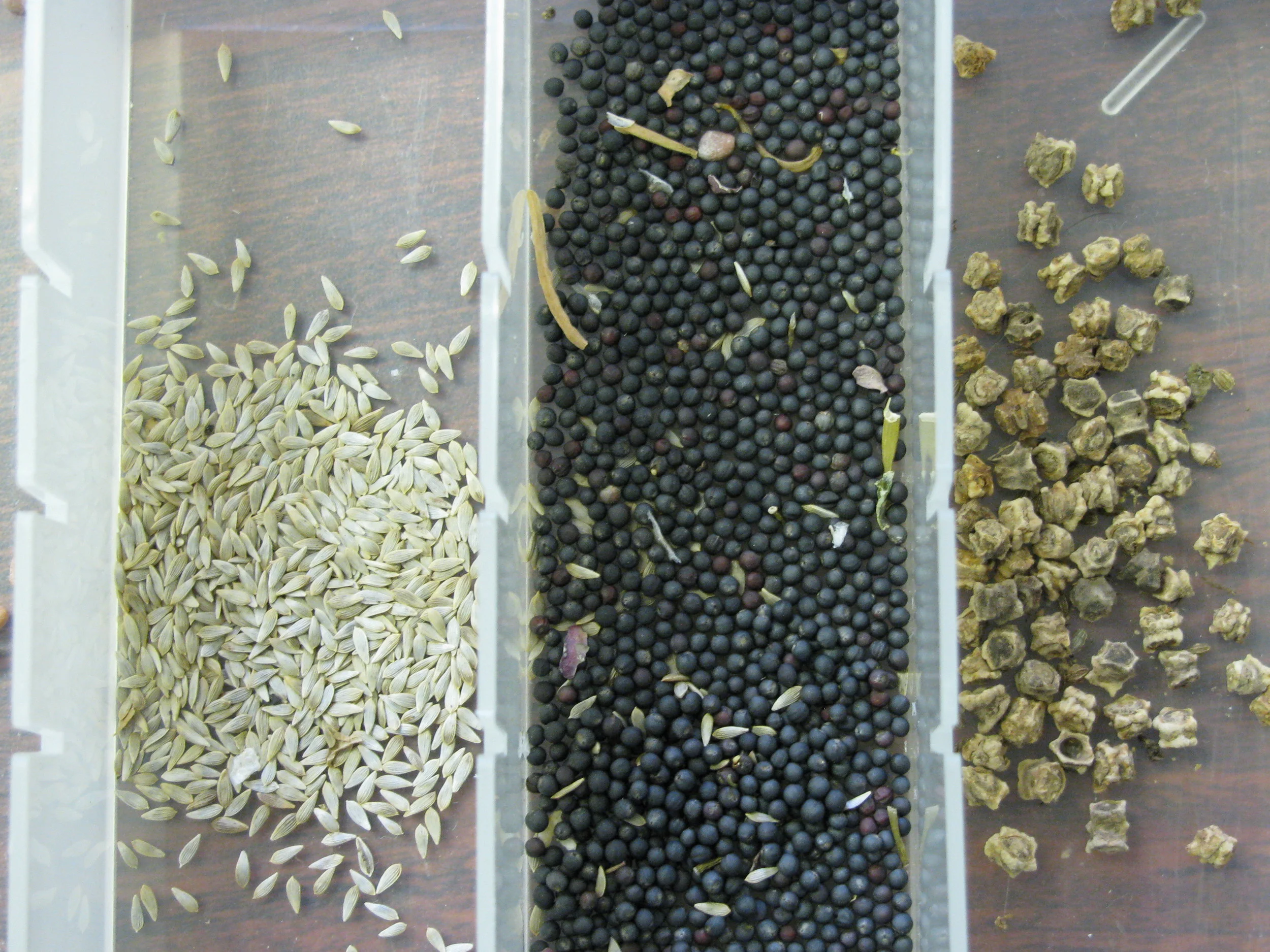 Local seeds need saving! 