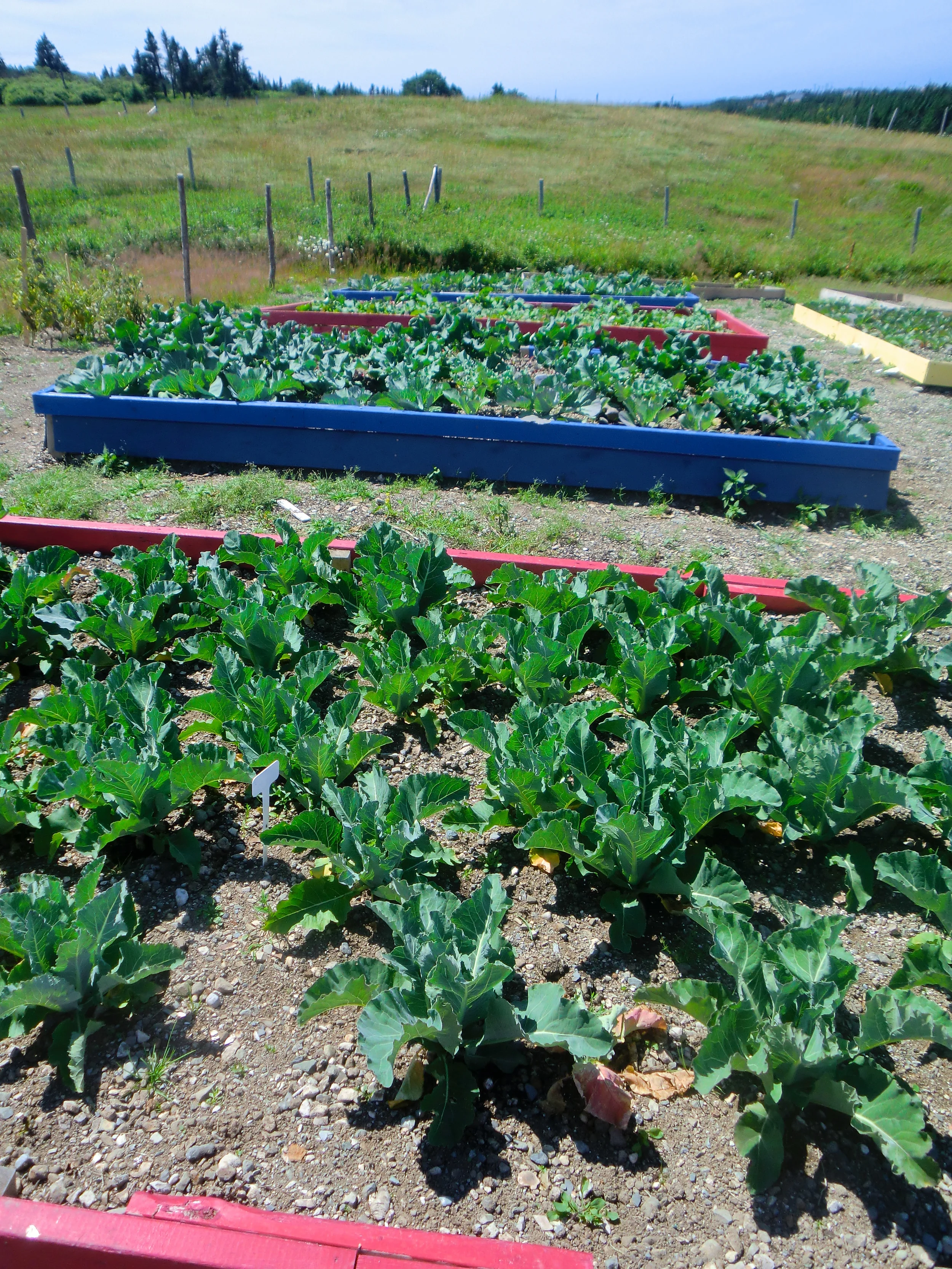 School Garden Networking Teleconference