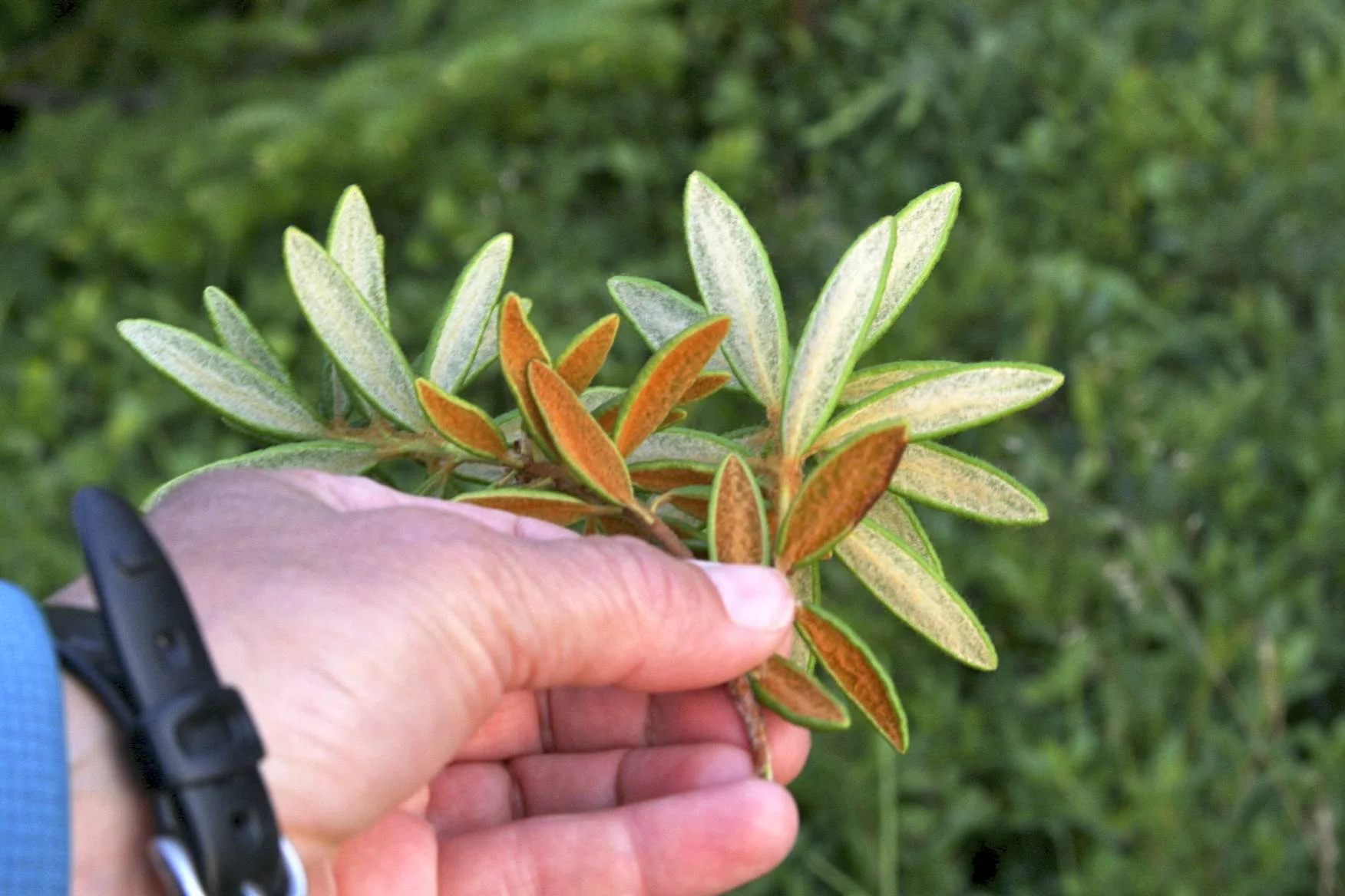 Labrador Tea An abundant local edible wild plant — Food First NL