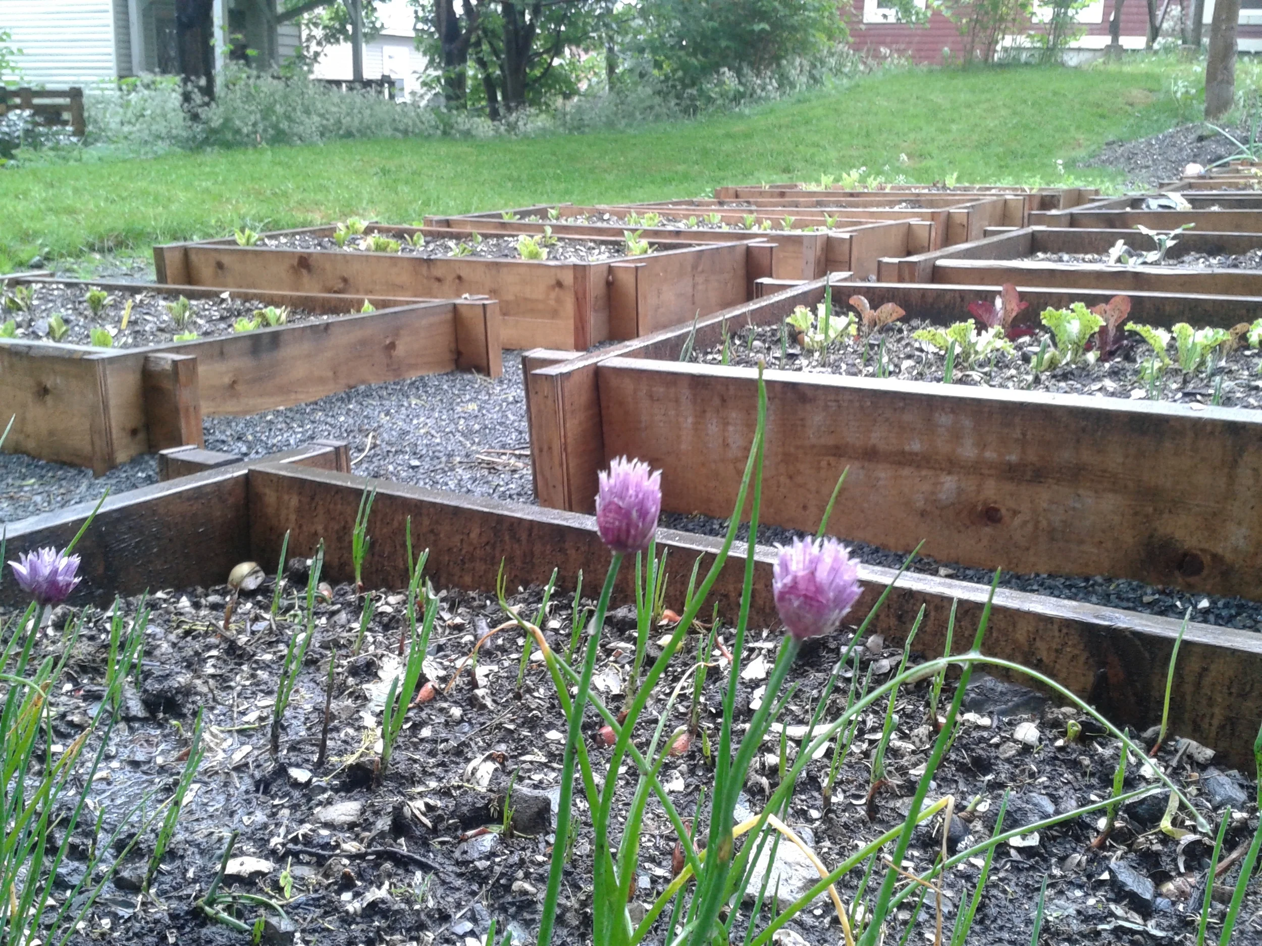 Choices for Youth New Leaf Community Garden