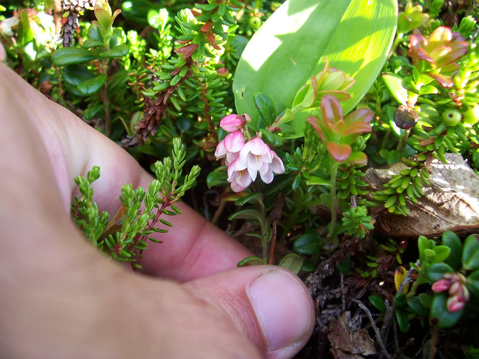 Start an Edible Wild Plants Club