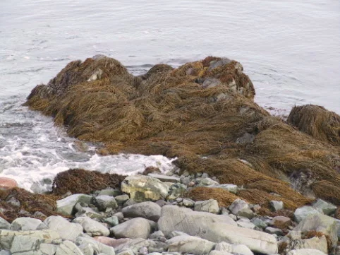 Kelp in the Garden: Free FSN Teleconference