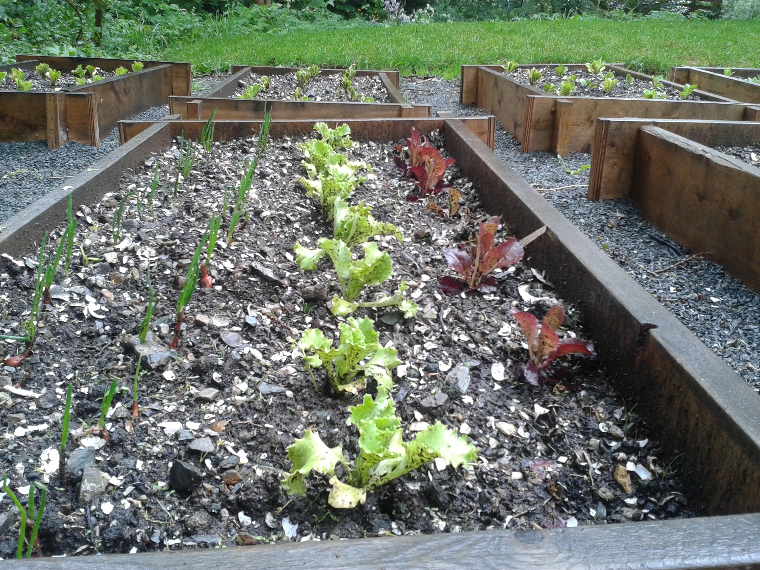 Upcoming Community Gardens and Community Kitchens Networking Teleconferences