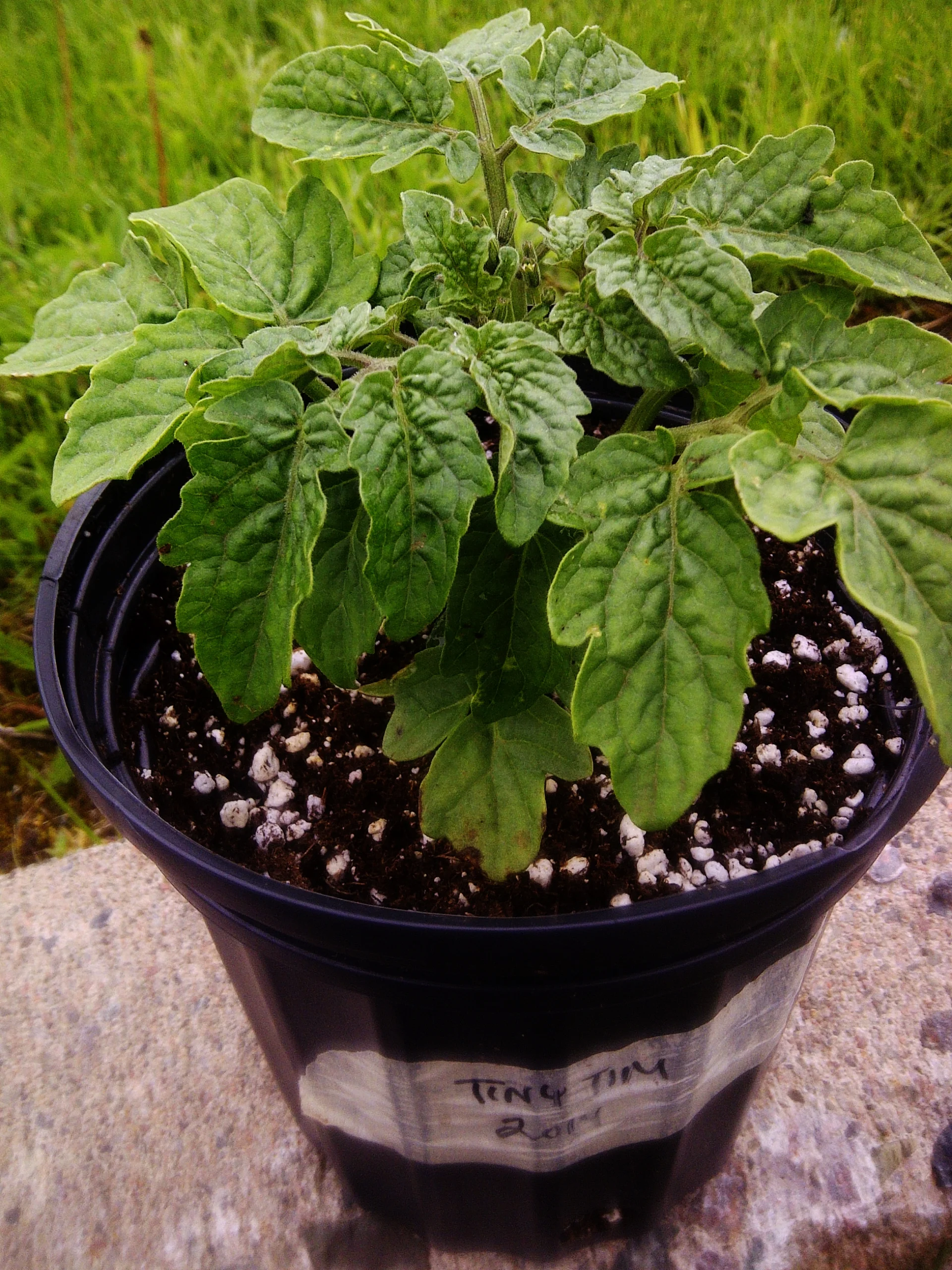 To Market, To Market