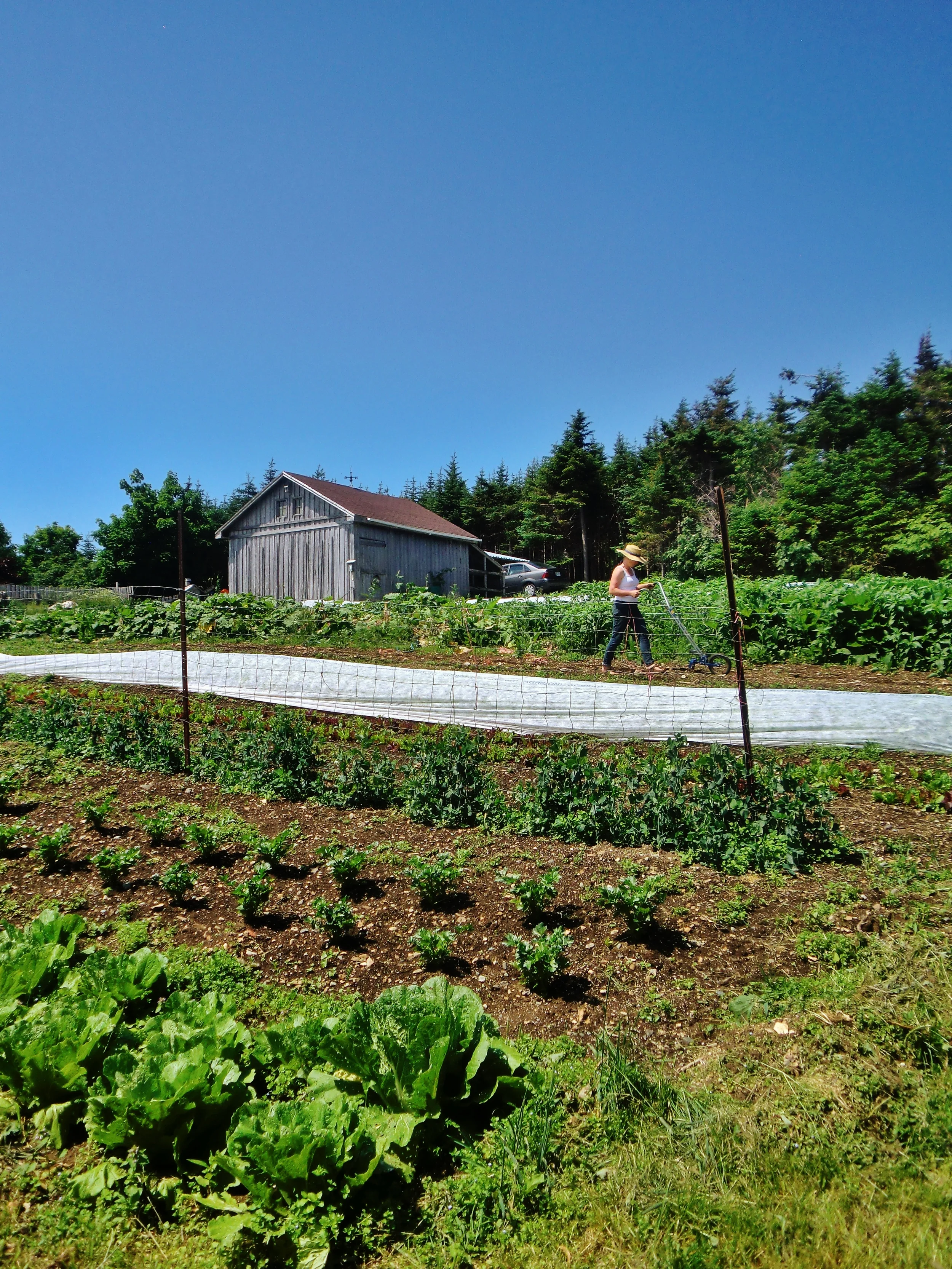 A Conversation with Sarah Crocker and Judy Lien of Seed to Spoon and the Lien Family Farm