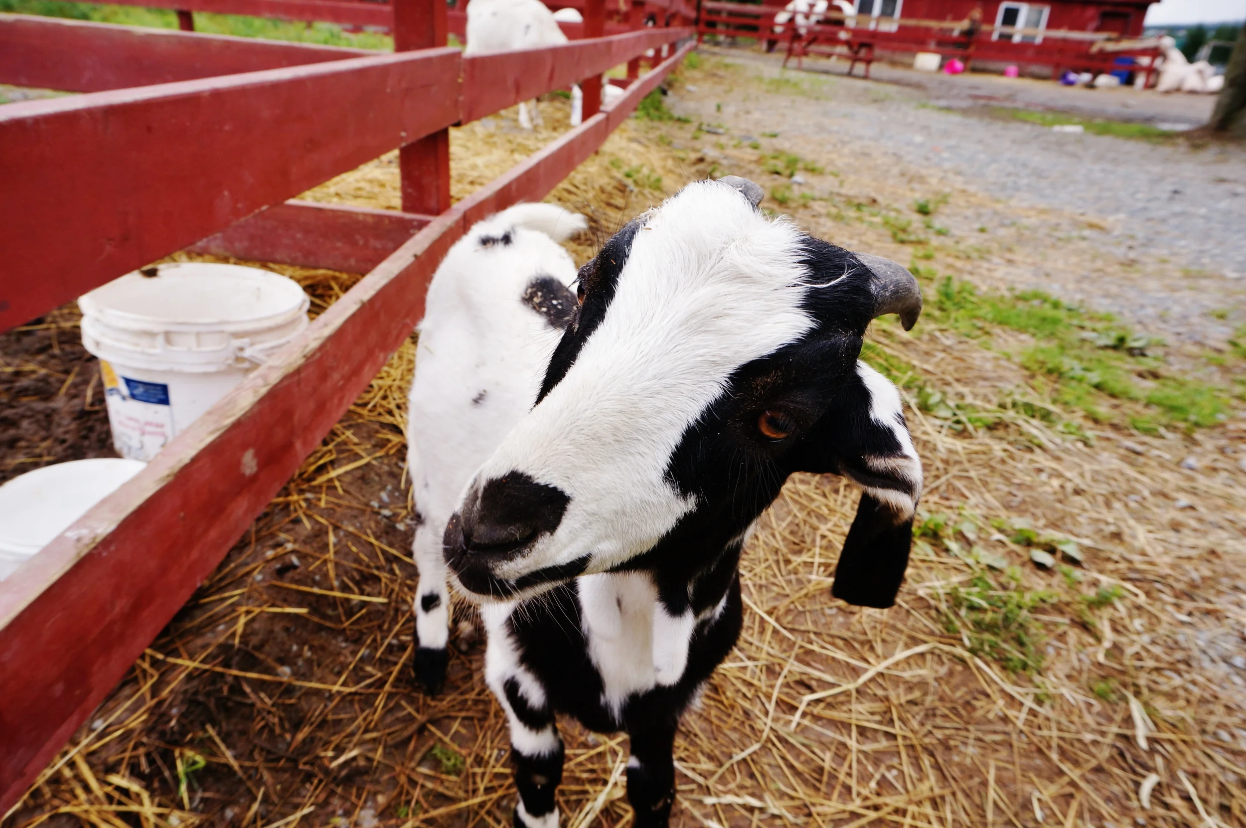 Breaking New Ground : A Conversation with Jim and Michelle Lester of Lester's Farm Chalet