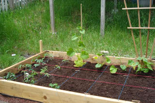 garden11.jpg