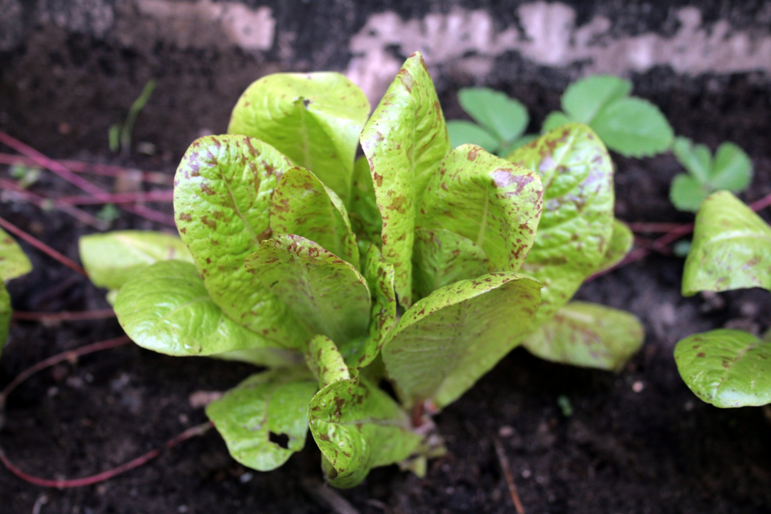 freckle-face-lettuce.jpg