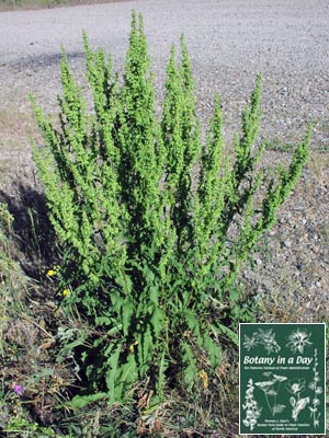 Rumex_crispus.11.jpg