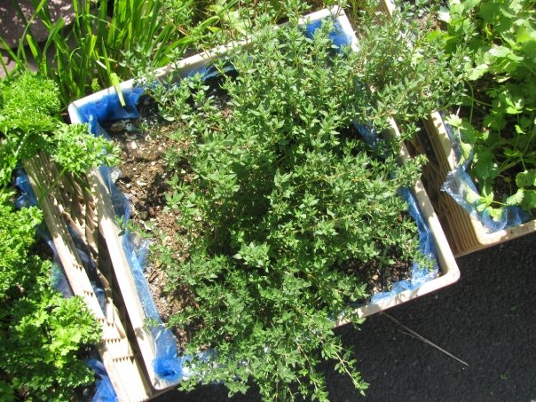 Thyme-growing-in-a-milk-crate.jpg