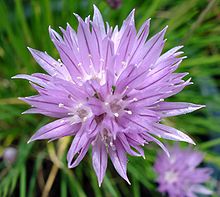 chive-blossom.jpg