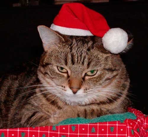 cat-in-santa-hat.jpg