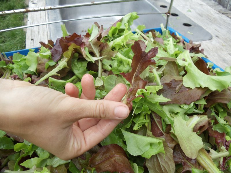 SC-baby-lettuce.jpg