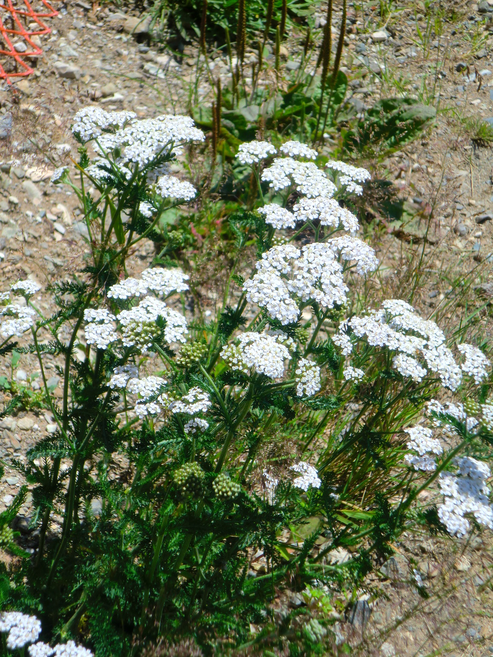 Yarrow: 60,000 years of awesome — Food First NL