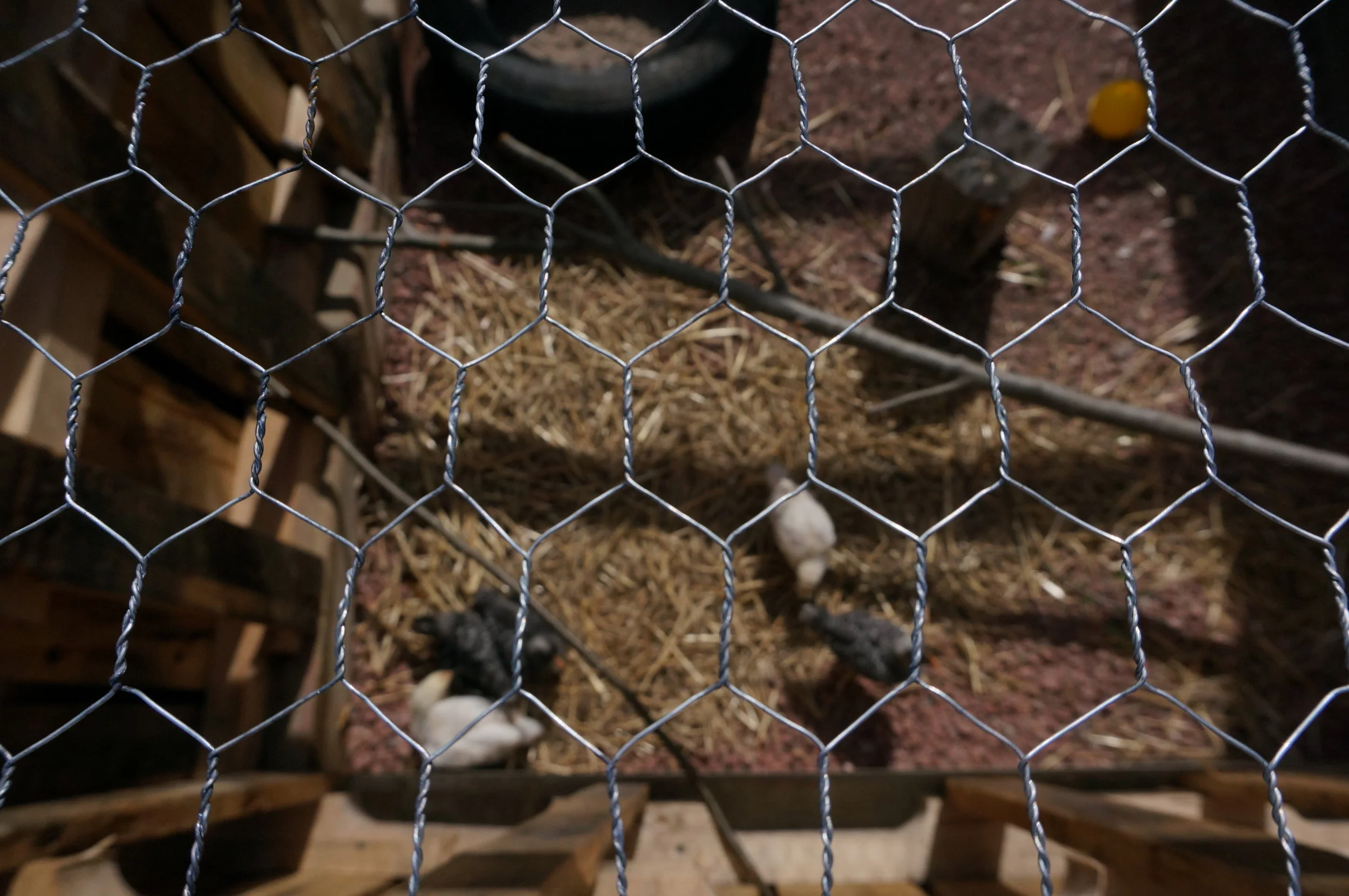 Chick Chick Hurray: Pool's Cove Making Big Strides Towards Better Food Security