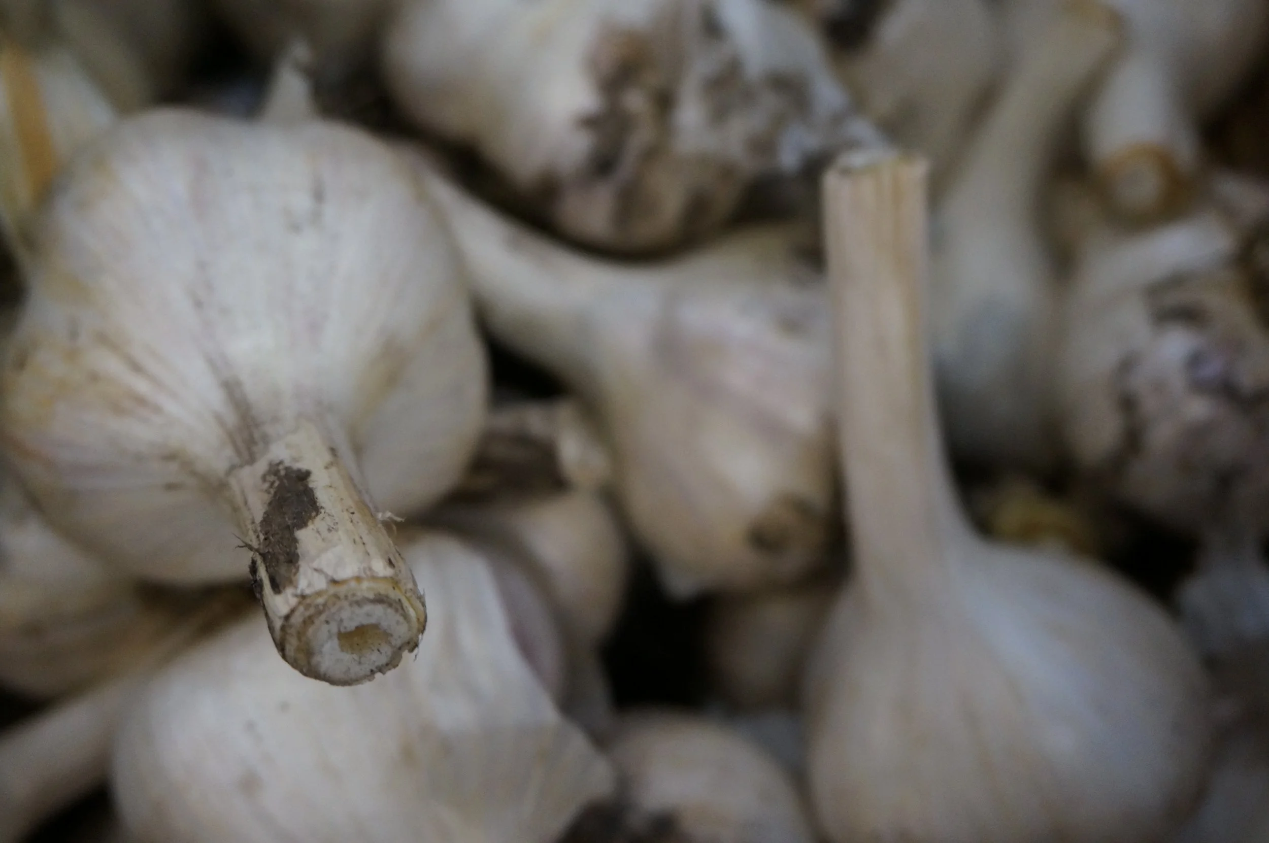 New Public Opinion Data Shows Support for Bold Action on Food Insecurity in N.L.