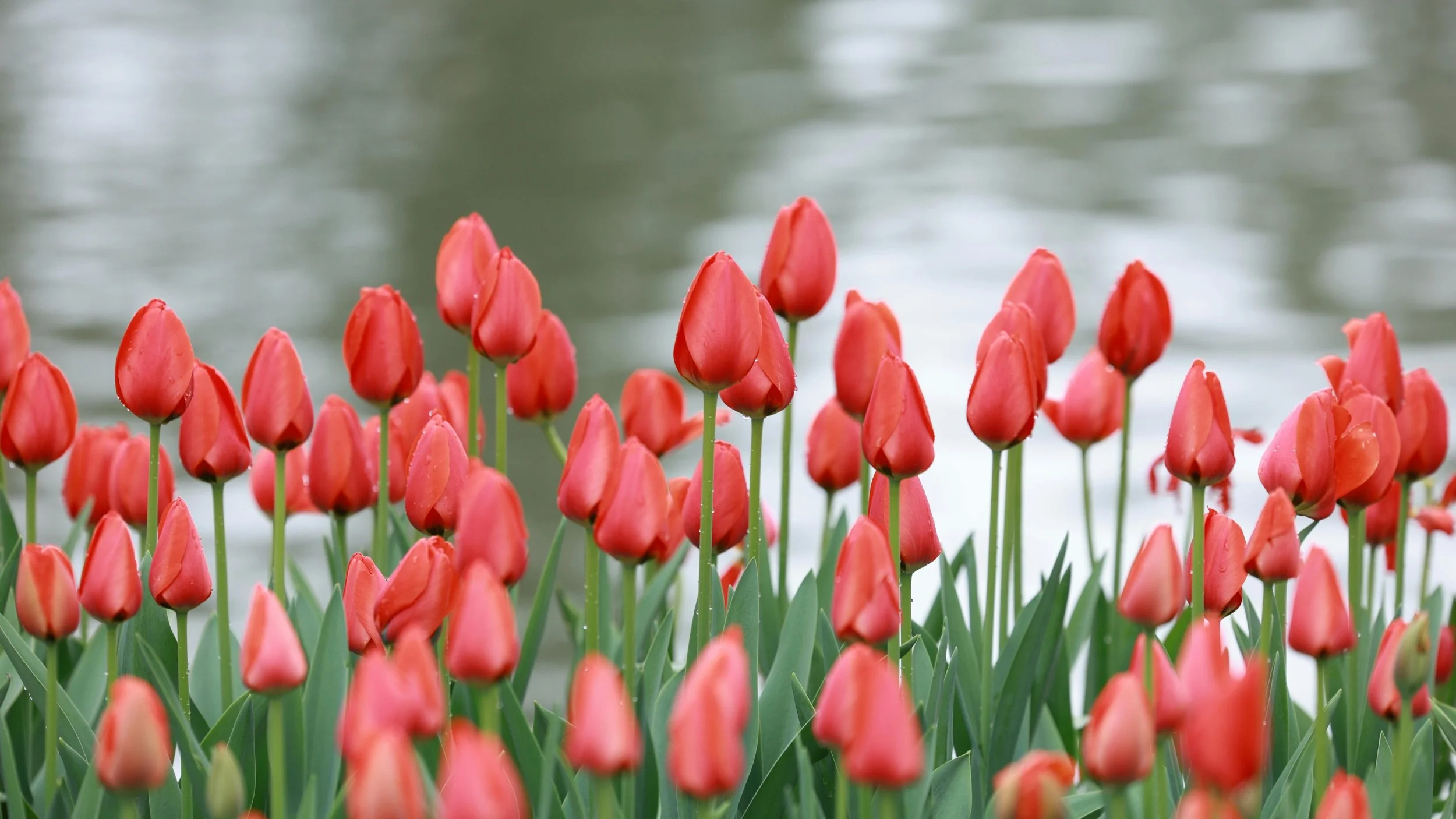 Food for All of Us: Our 2026 Provincial Pre-Budget Submission