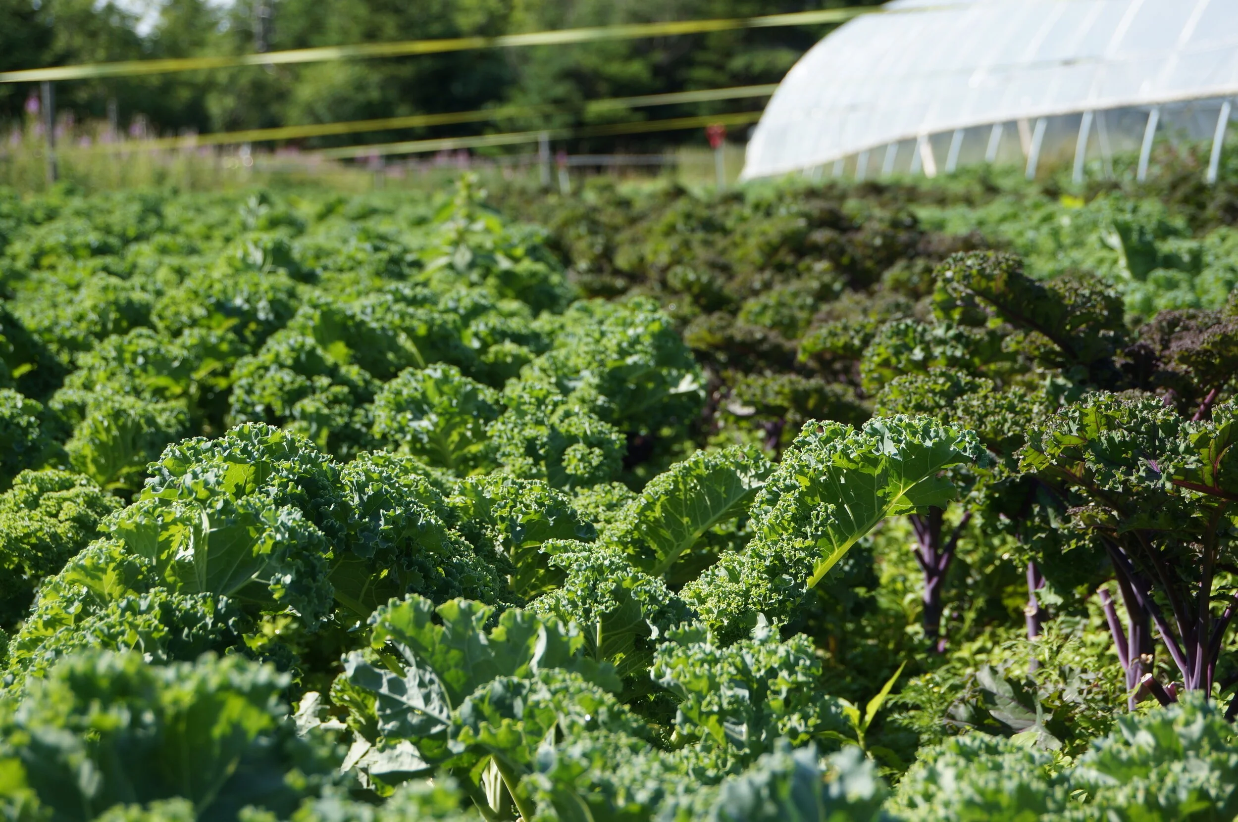 Breaking Down the New National Food Security Strategy