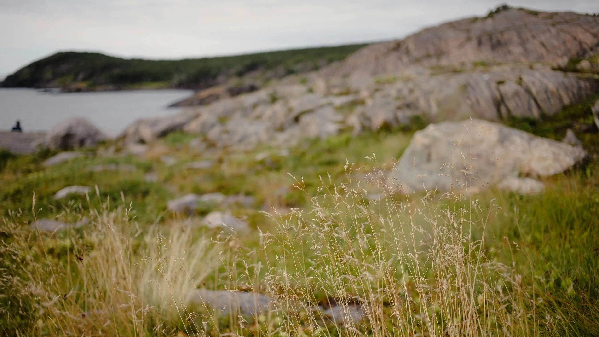 Scrubby grasses against a background of rugged coastline and exposed rock.