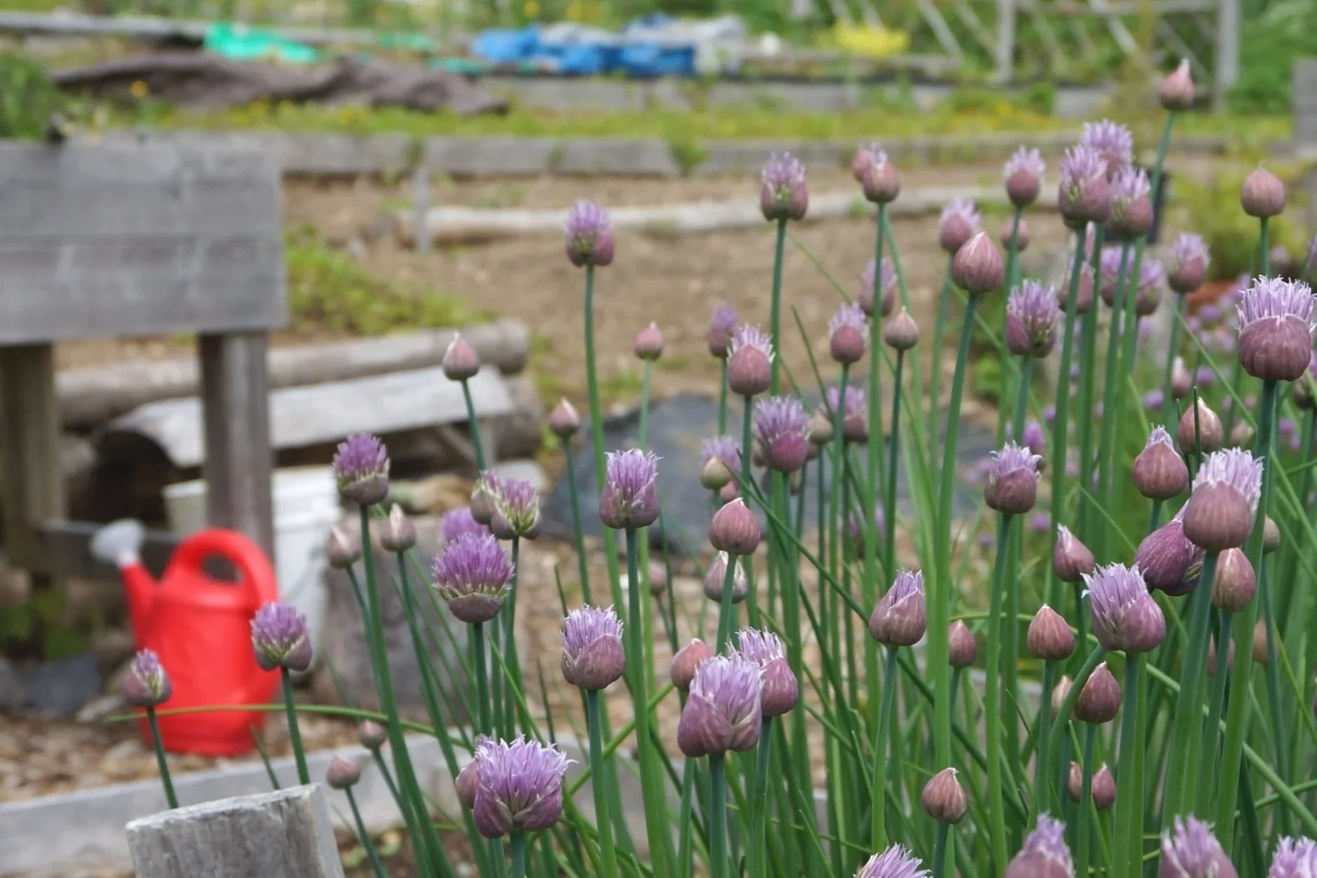 Purple chive flowers growing in a community garden with wood and additional garden beds behind them.