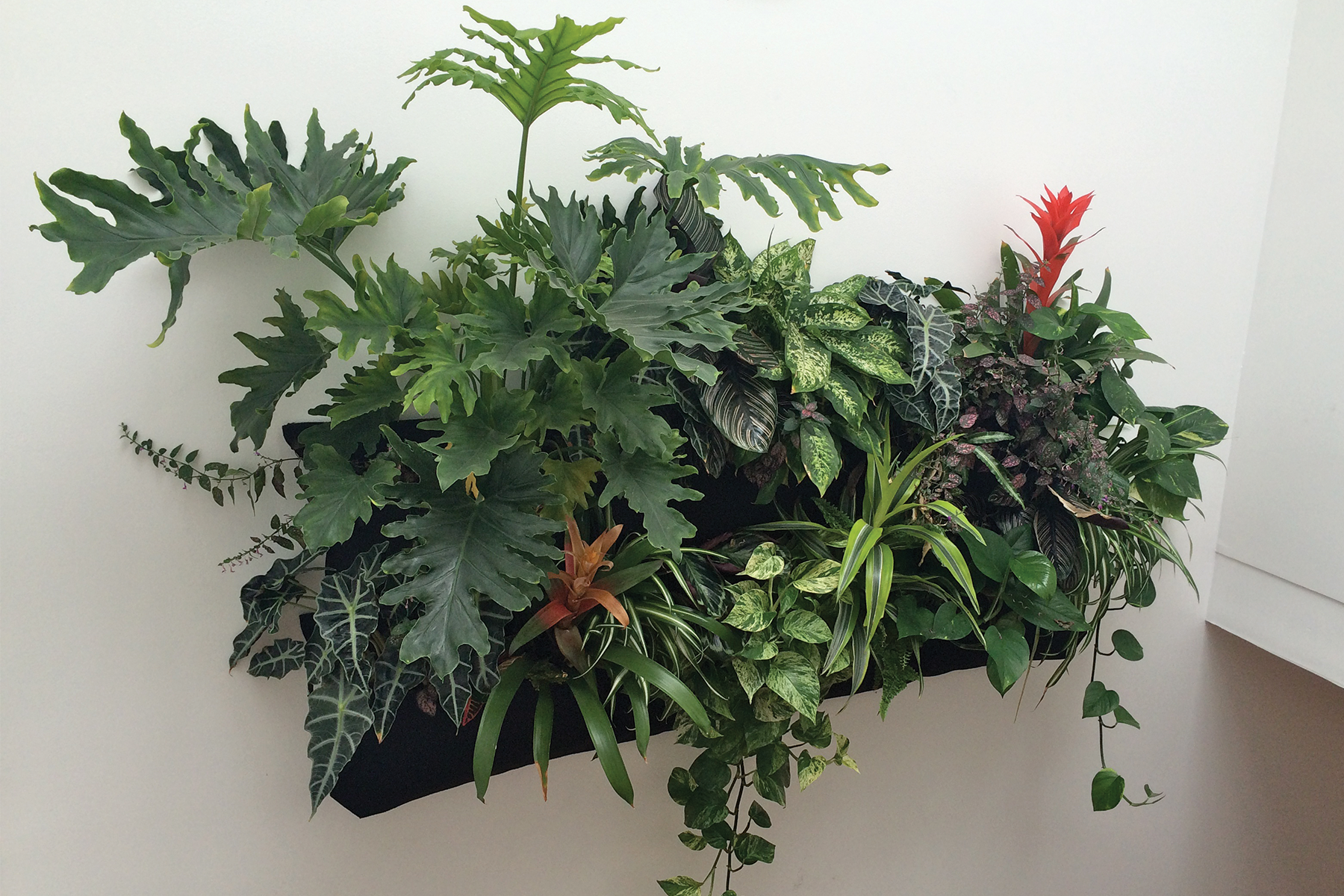 Air-scrubbing low-light tropicals vertical garden by Amanda Goldberg Planted Design.
