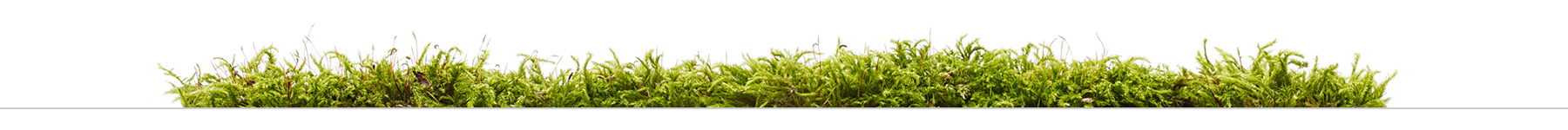 planter-thin-line2.jpg