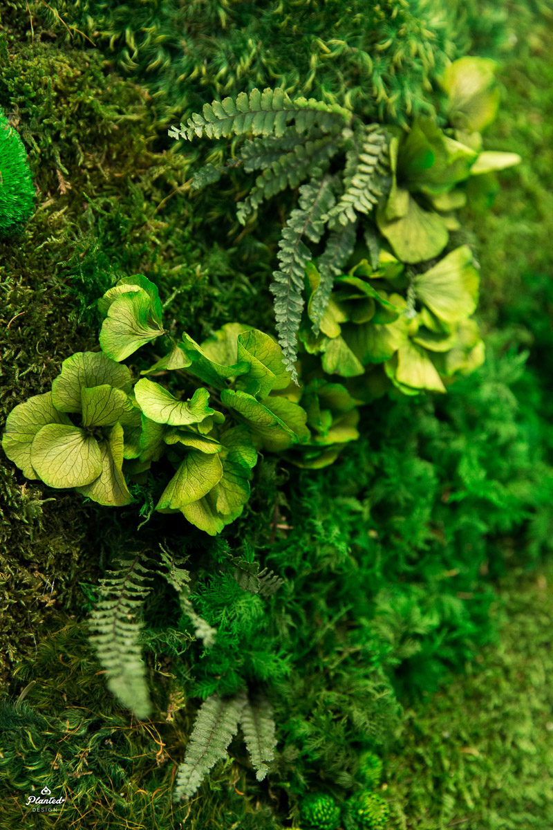 Planted Design Foliage Moss Wall  (Copy)
