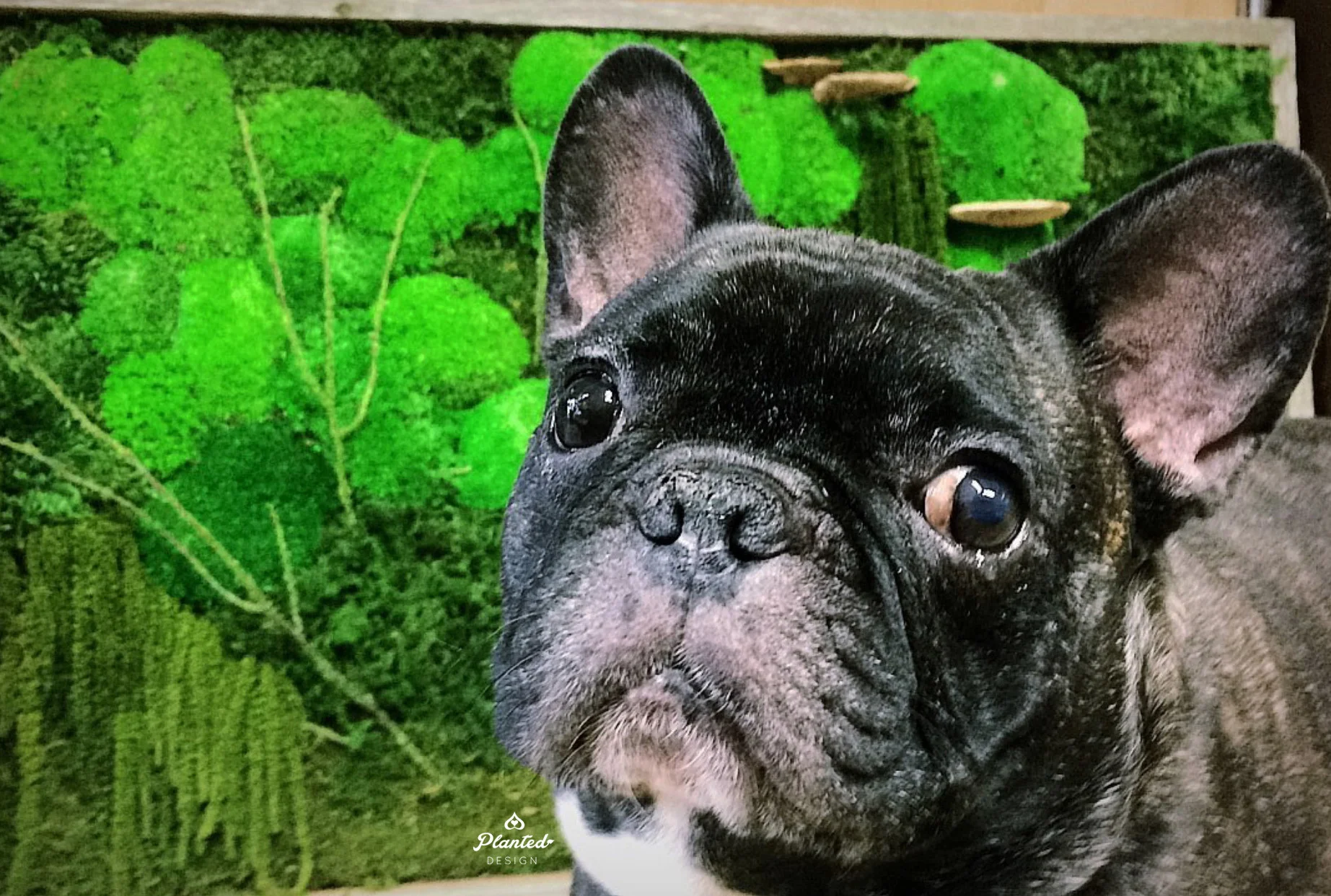Pet Friendly Plants for National Dog Day