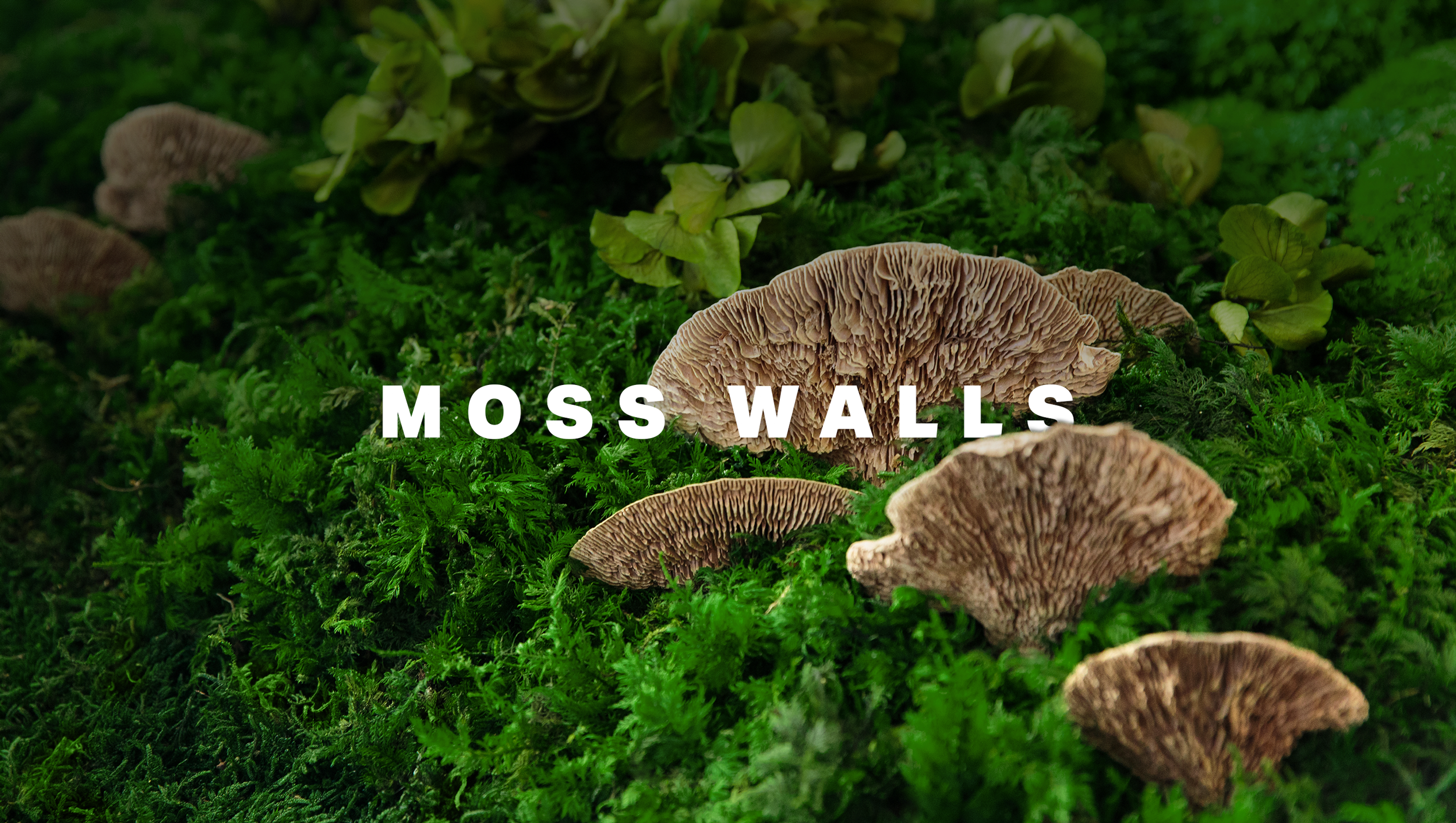PlantedDesign_MossWalls_WebBanner_1.0.png