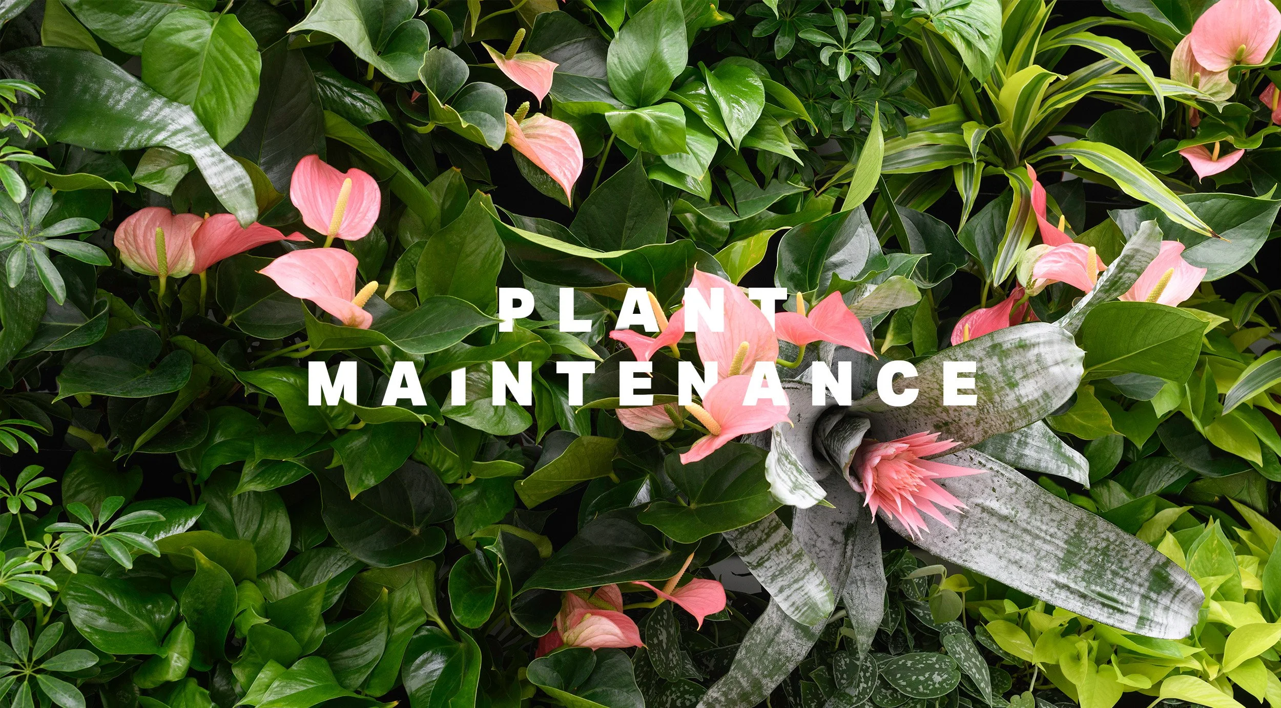 PlantedDesign_PlantMaintenance_WebBanner_2.0.jpg