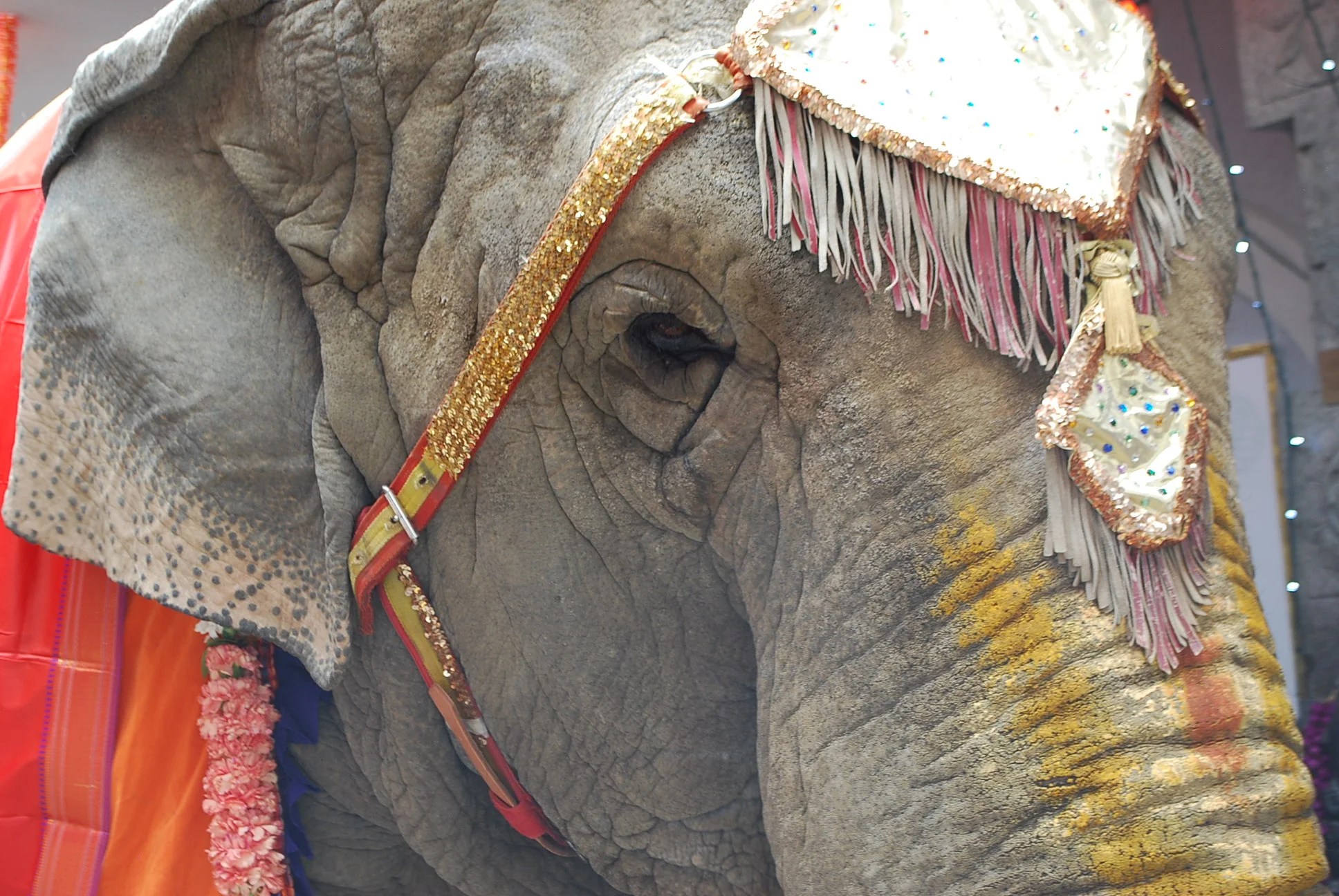 Asian Elephant - Ganesha Temple, Queens, NY