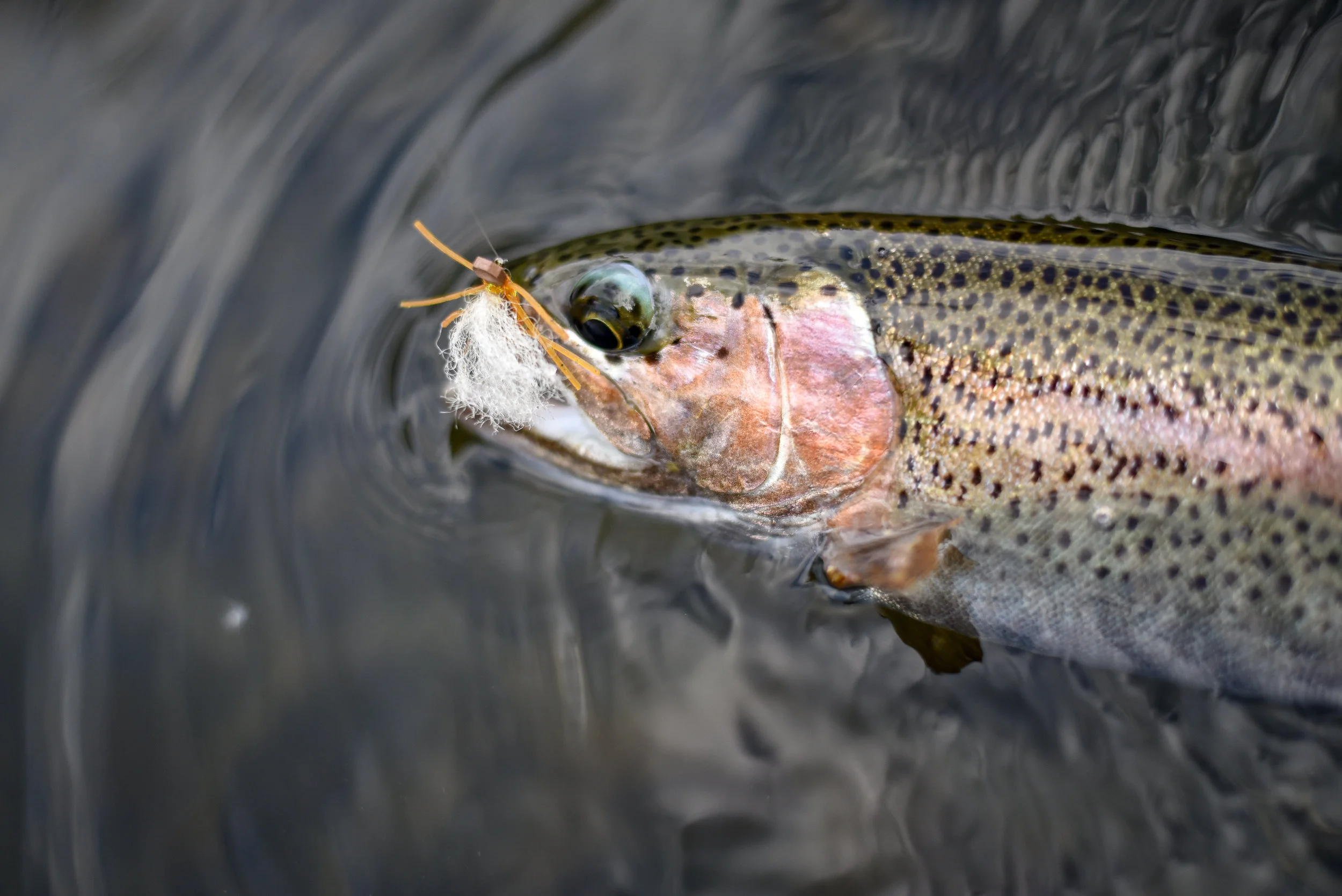 McCloud Rainbow Trout.jpg