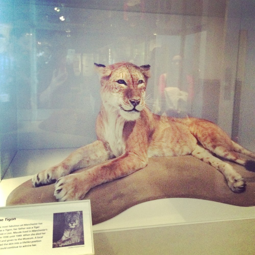 Wild cat from the Manchester Museum 