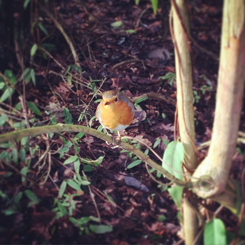 Delightful chubby bird in the Edinburgh Botanical Gardens