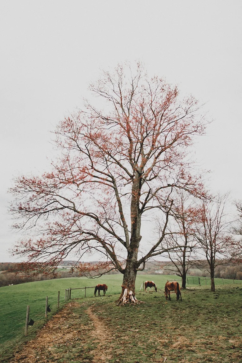 CountryRusticEngagement_Mallory+Justin-40.jpg