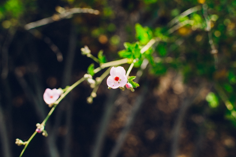 MemorialDay_Malibu_California-51.jpg