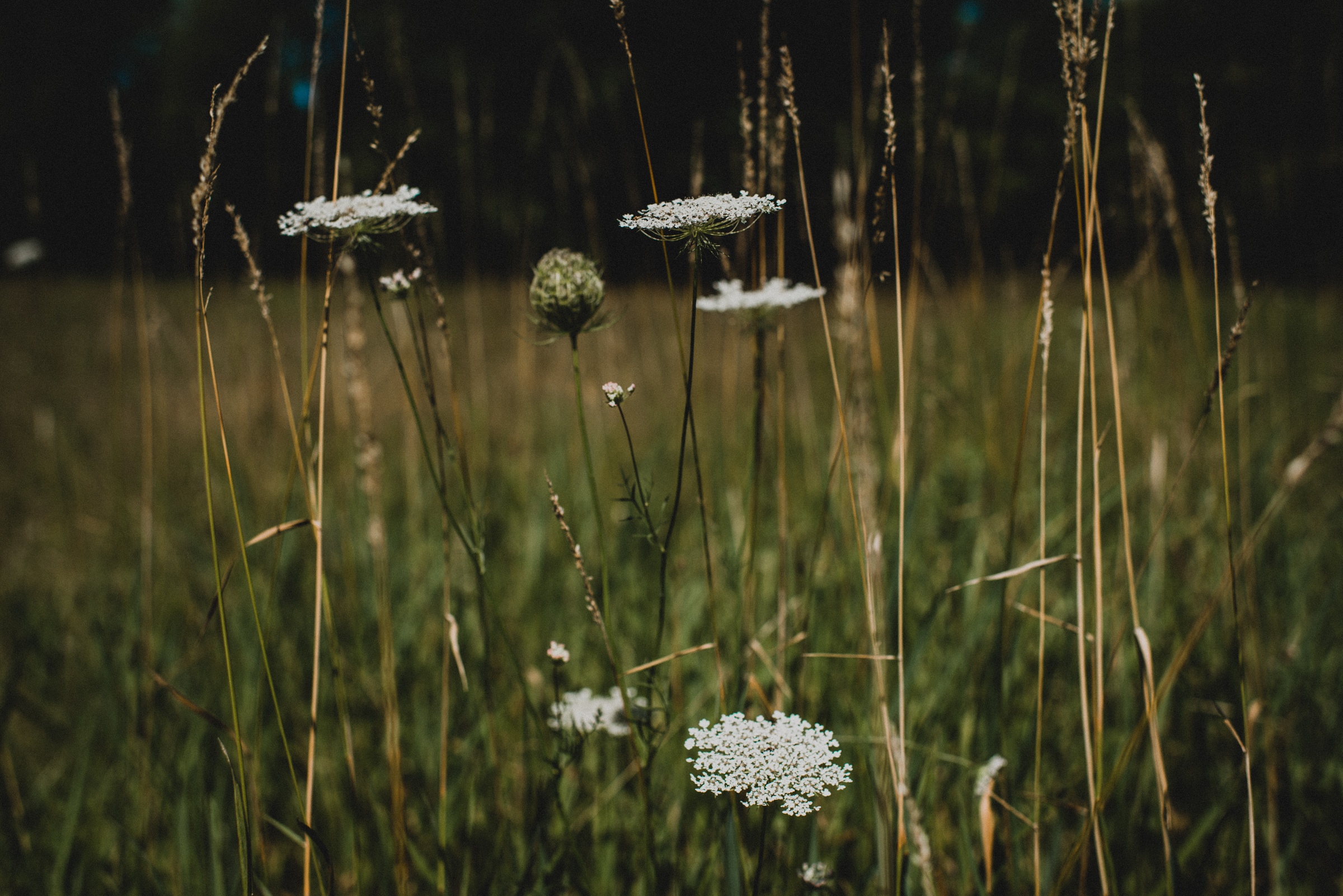 Intimate-Backyard-Farmhouse-Ohio-Wedding-Andi+Ben_Mallory+Justin-Photographers.JPG