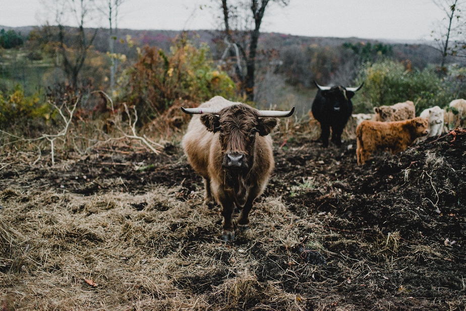 Rivercrest-Farm-Wedding-Lisa+Brad_Mallory+JustinPhoto-665.JPG